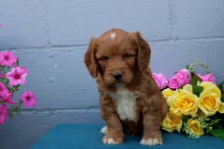 puppy, for, sale, Mini Goldendoodle F1B, Matthew B. Stoltzfus, dog, breeder, Gap, PA, dog-breeder, puppy-for-sale, forsale, nearby, find, puppyfind, locator, puppylocator, aca